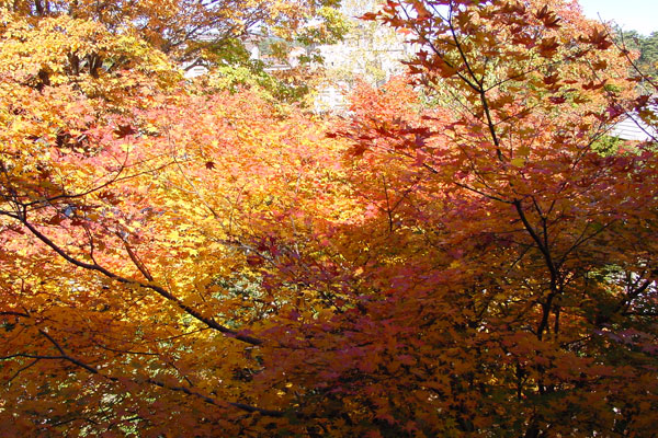 Autumn color of leaves