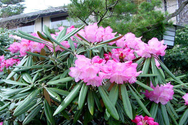 望雲周辺の花